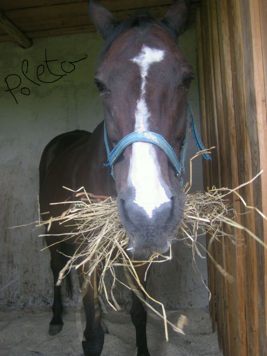 Poleta (tábory 2007)